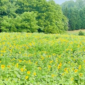 Meet your Posher, Mario